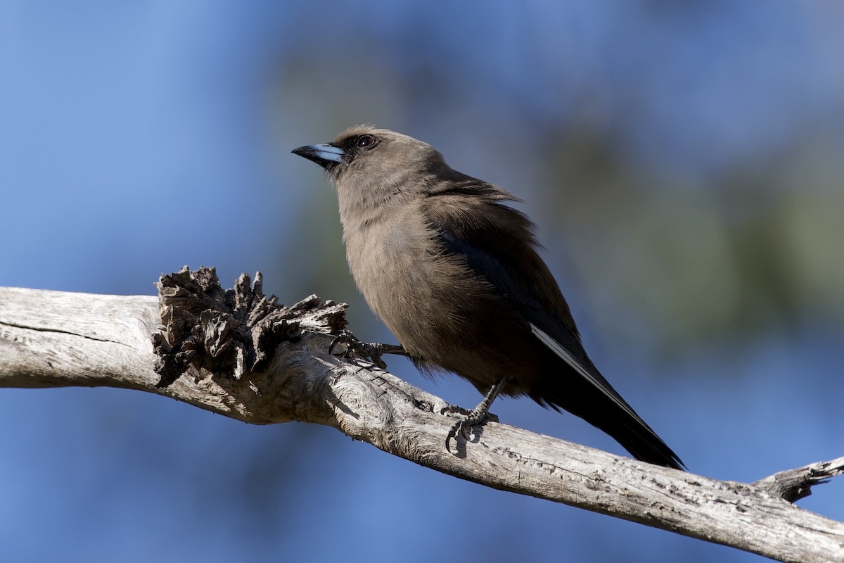 Dusky Woodswallow - ML646100724