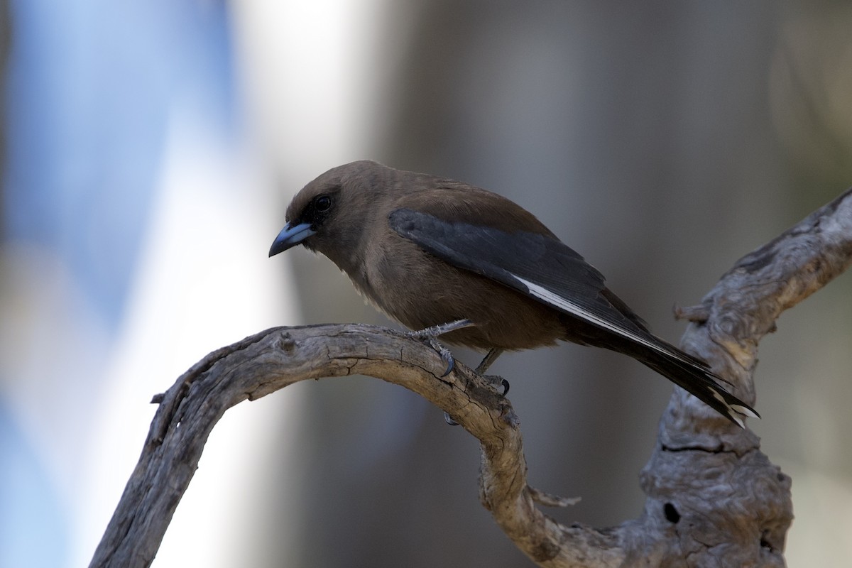 Dusky Woodswallow - ML646100725