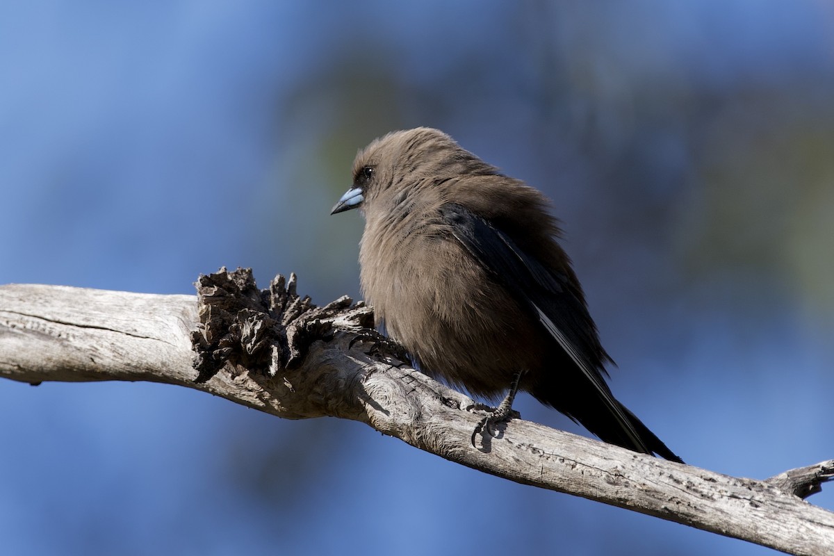 Dusky Woodswallow - ML646100726