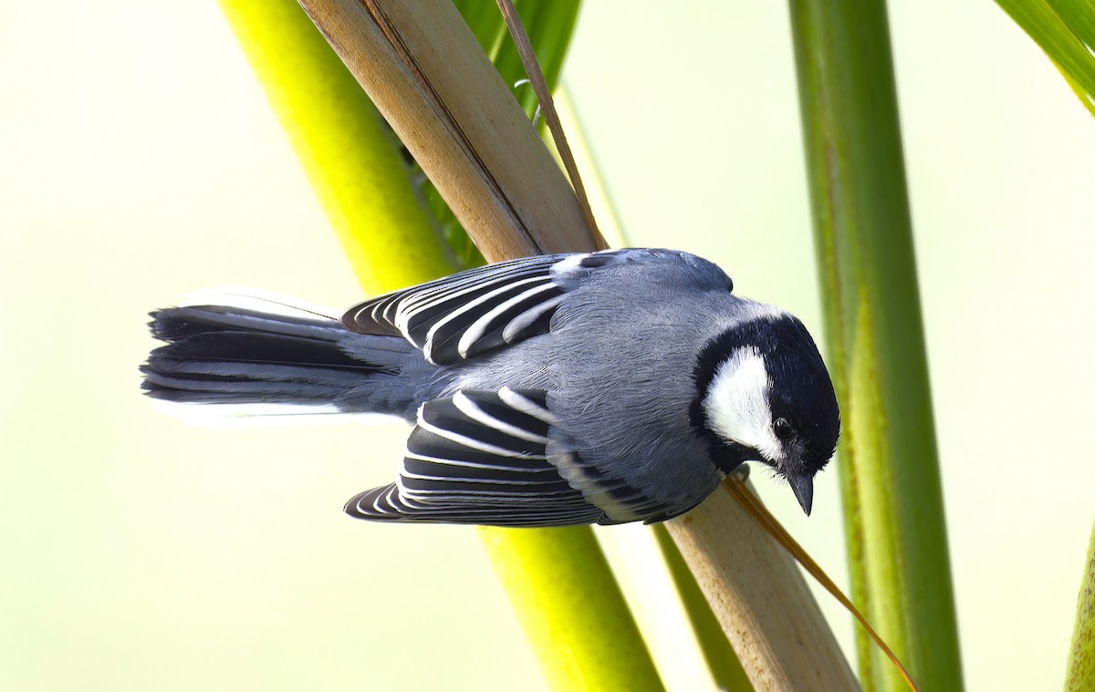 Asian Tit - ML646100728
