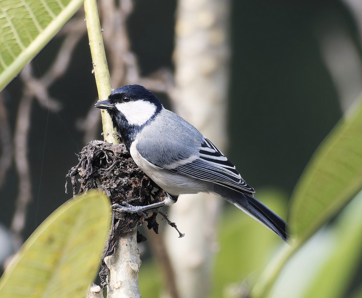 Asian Tit - ML646100729