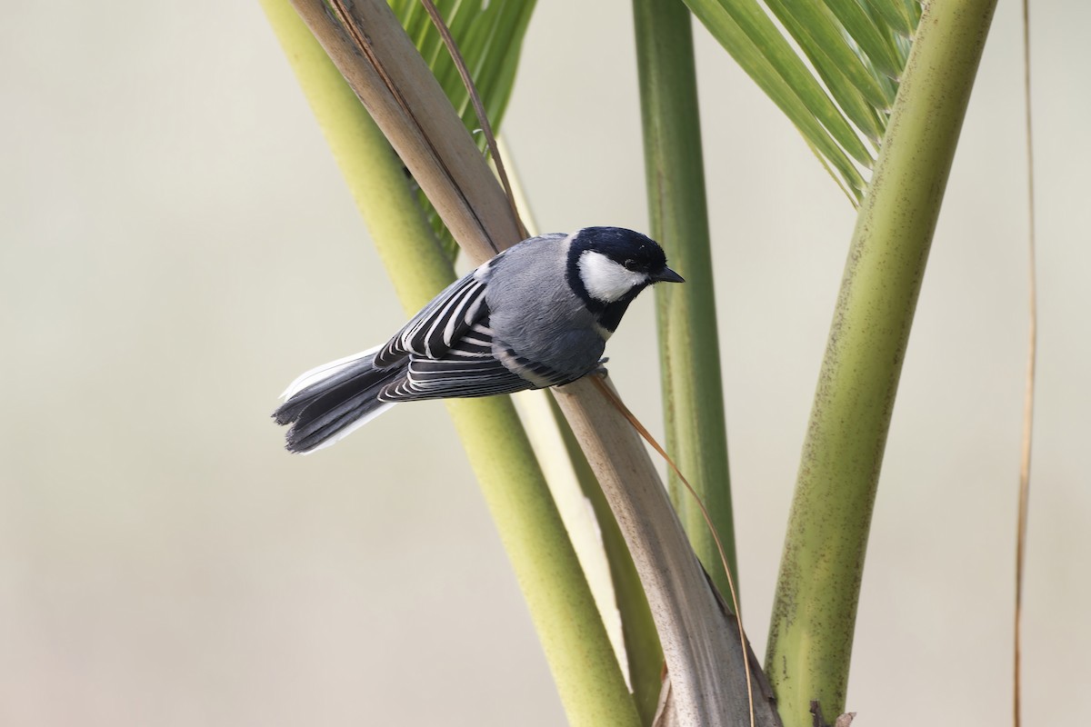 Asian Tit - ML646100730