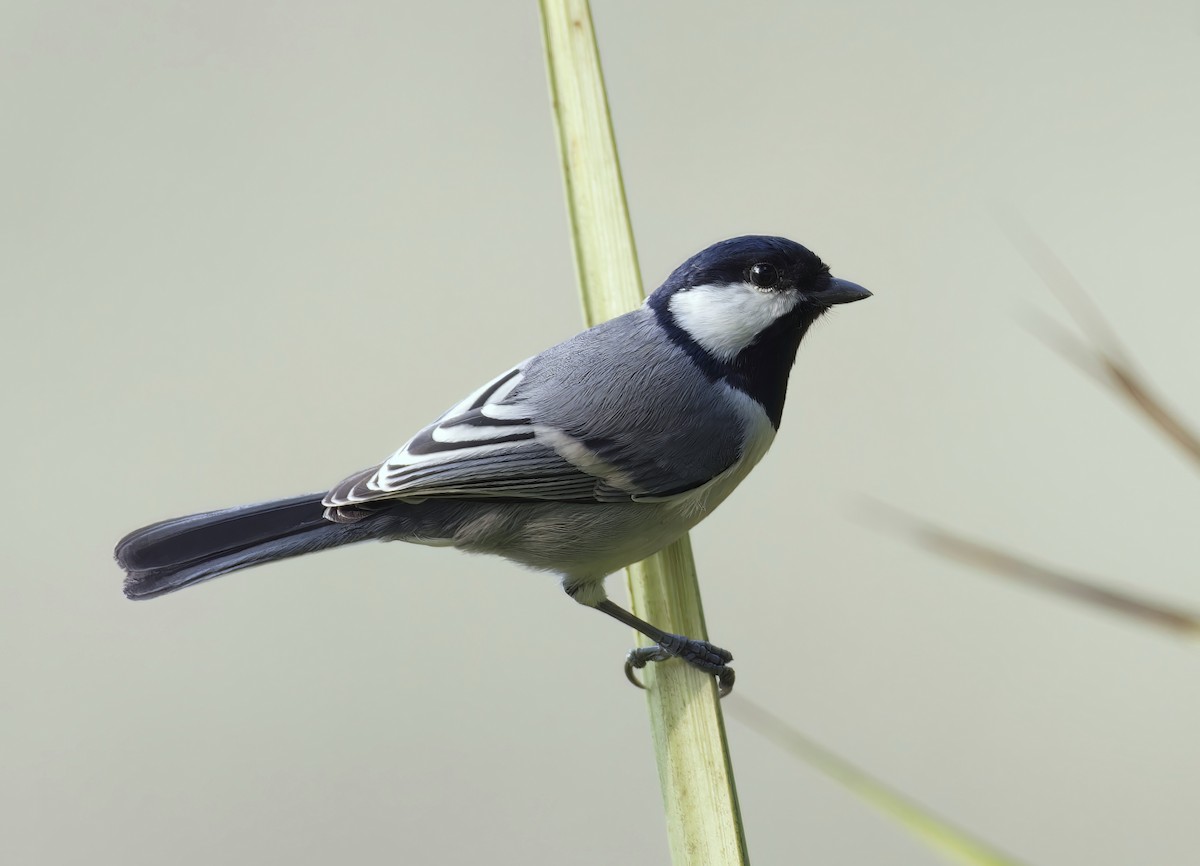 Asian Tit - ML646100731