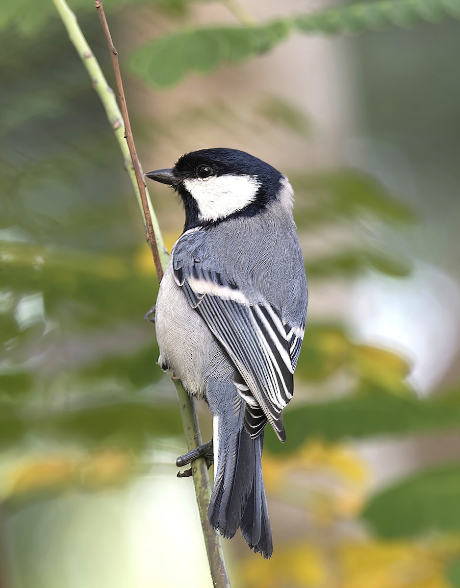 Asian Tit - ML646100732