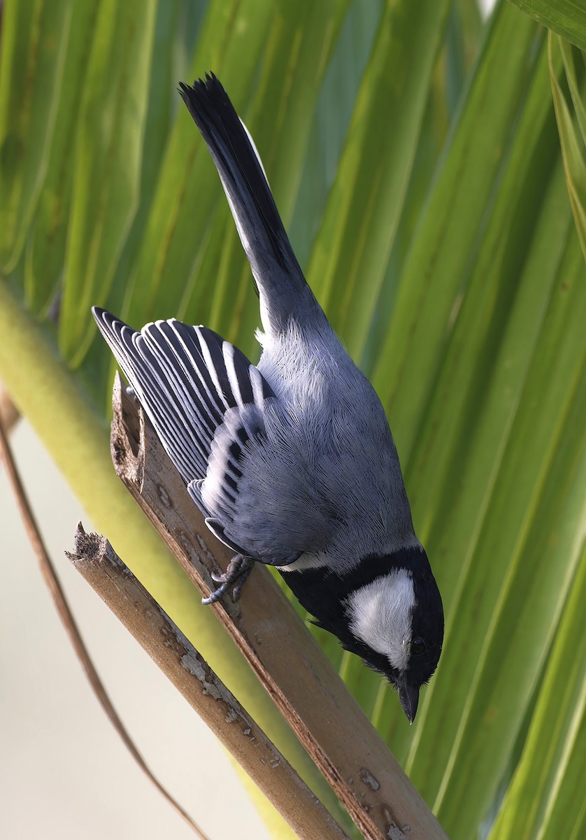 Asian Tit - ML646100733