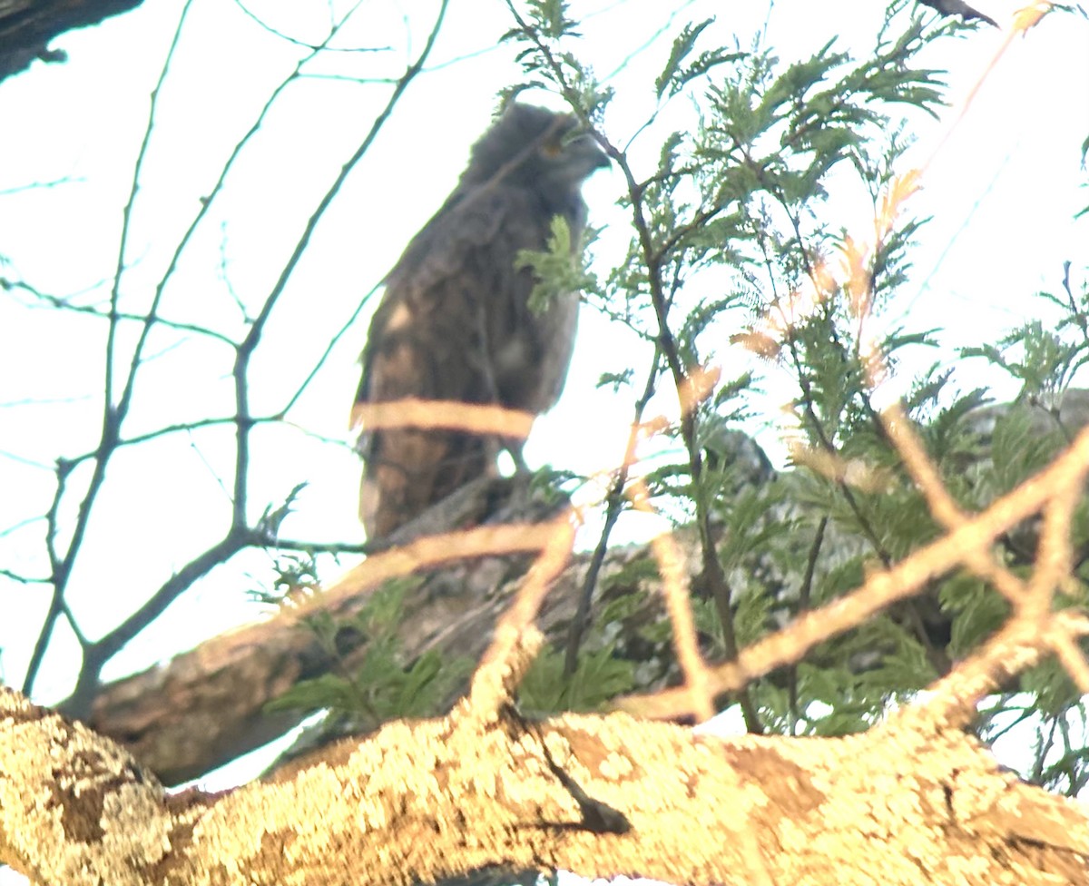 Brown Snake-Eagle - ML646100734