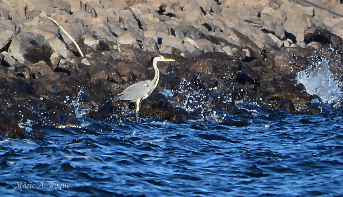 Gray Heron - ML646100735