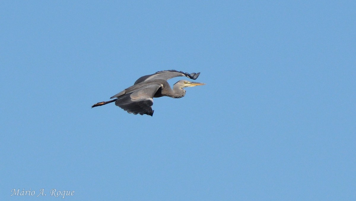 Gray Heron - ML646100736