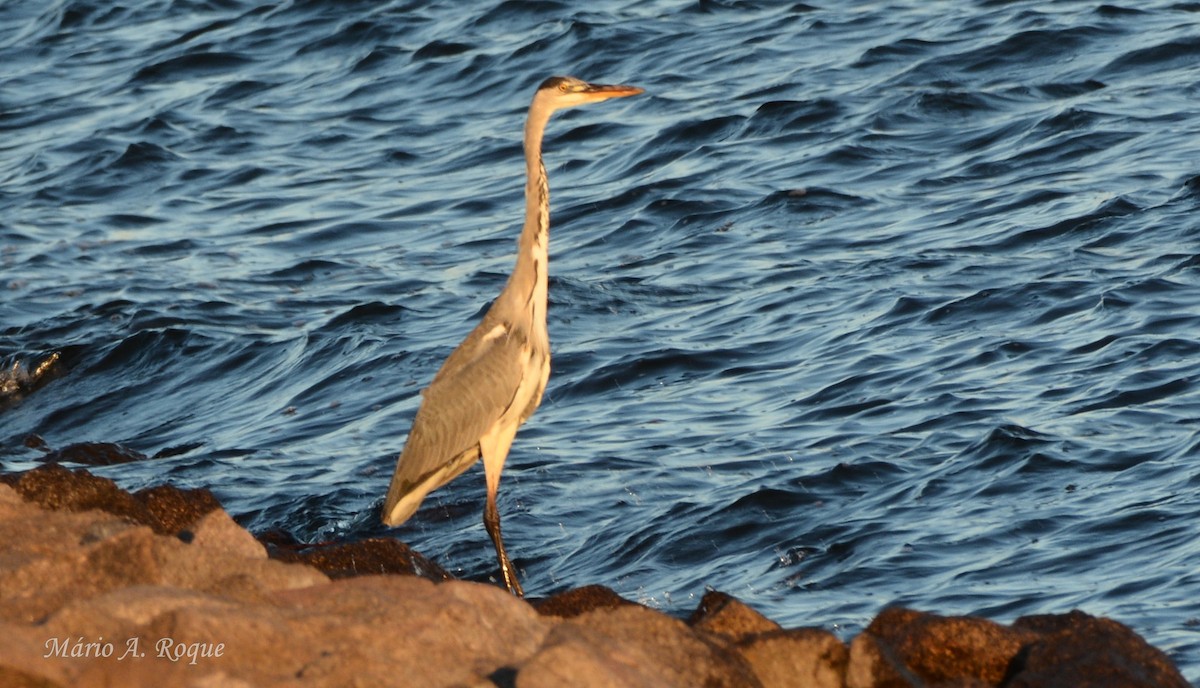 Gray Heron - ML646100737