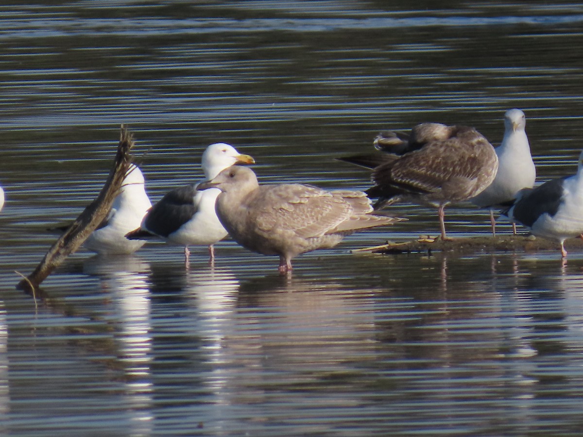 Glaucous-winged Gull - ML646100739