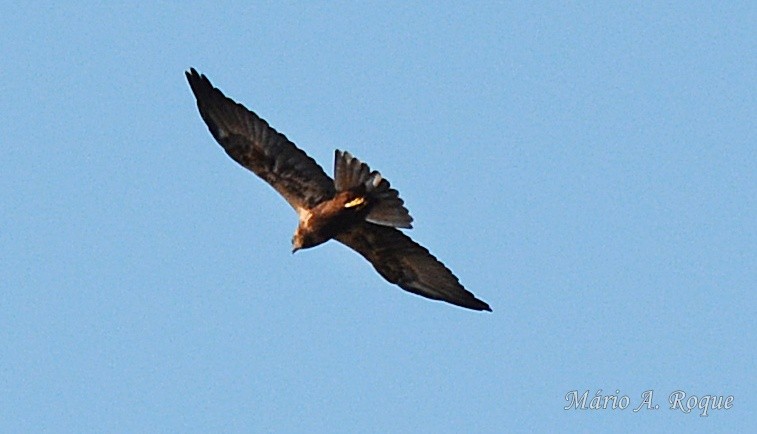 Common Buzzard - ML646100740