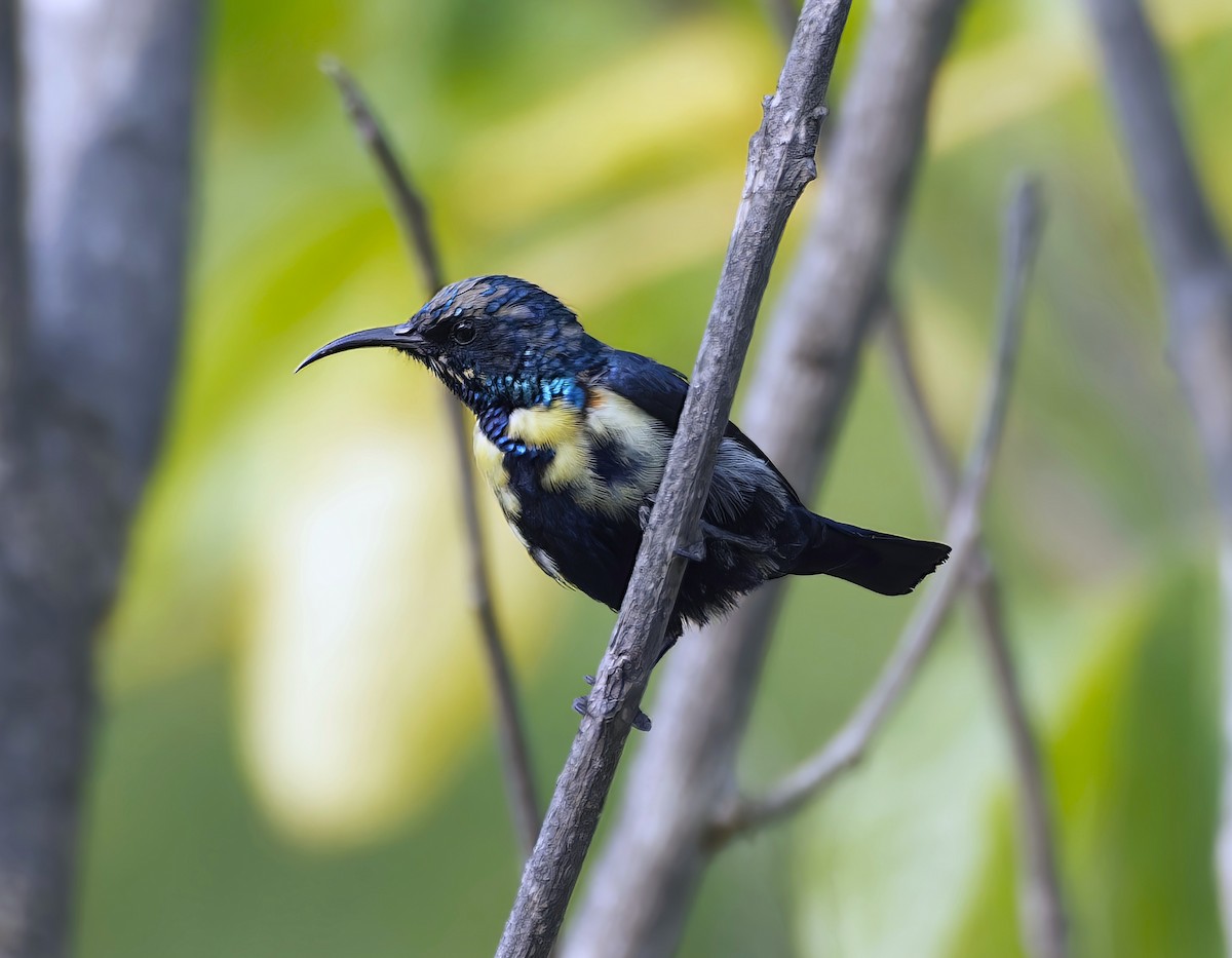 Purple Sunbird - ML646100741