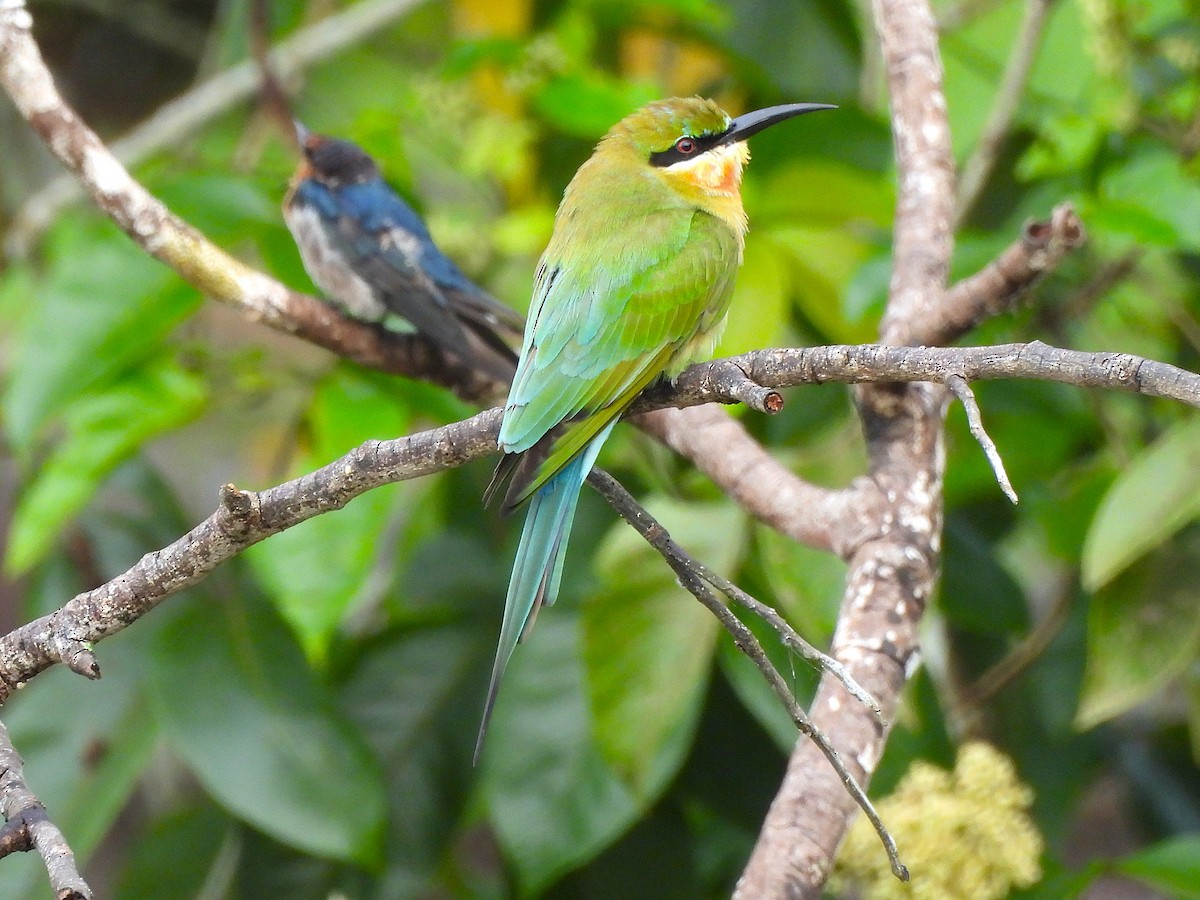 Blue-tailed Bee-eater - ML646100743