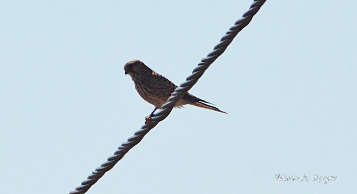 Eurasian Kestrel - ML646100744