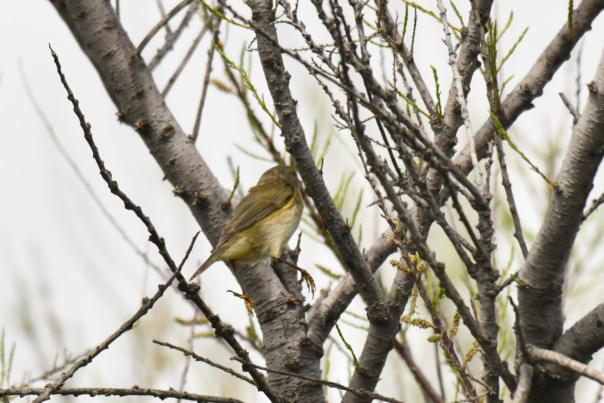 Iberian Chiffchaff - ML646100747
