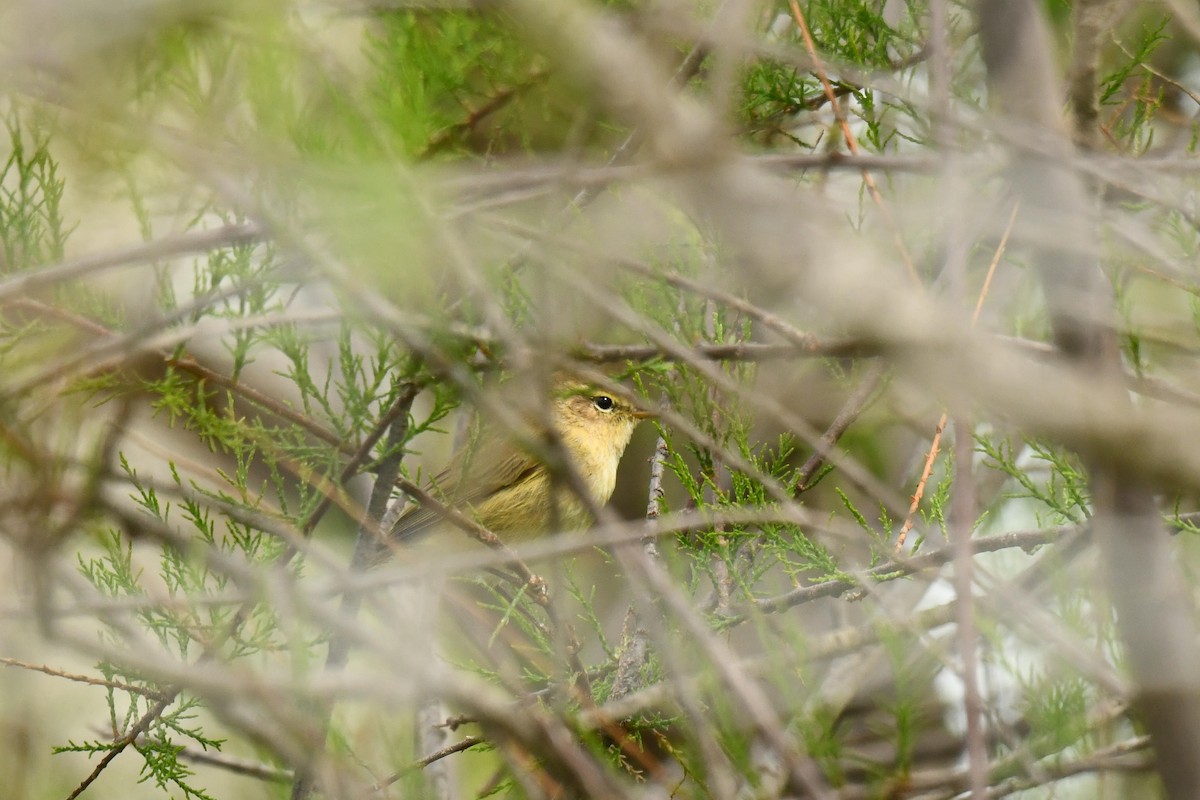 Iberian Chiffchaff - ML646100748