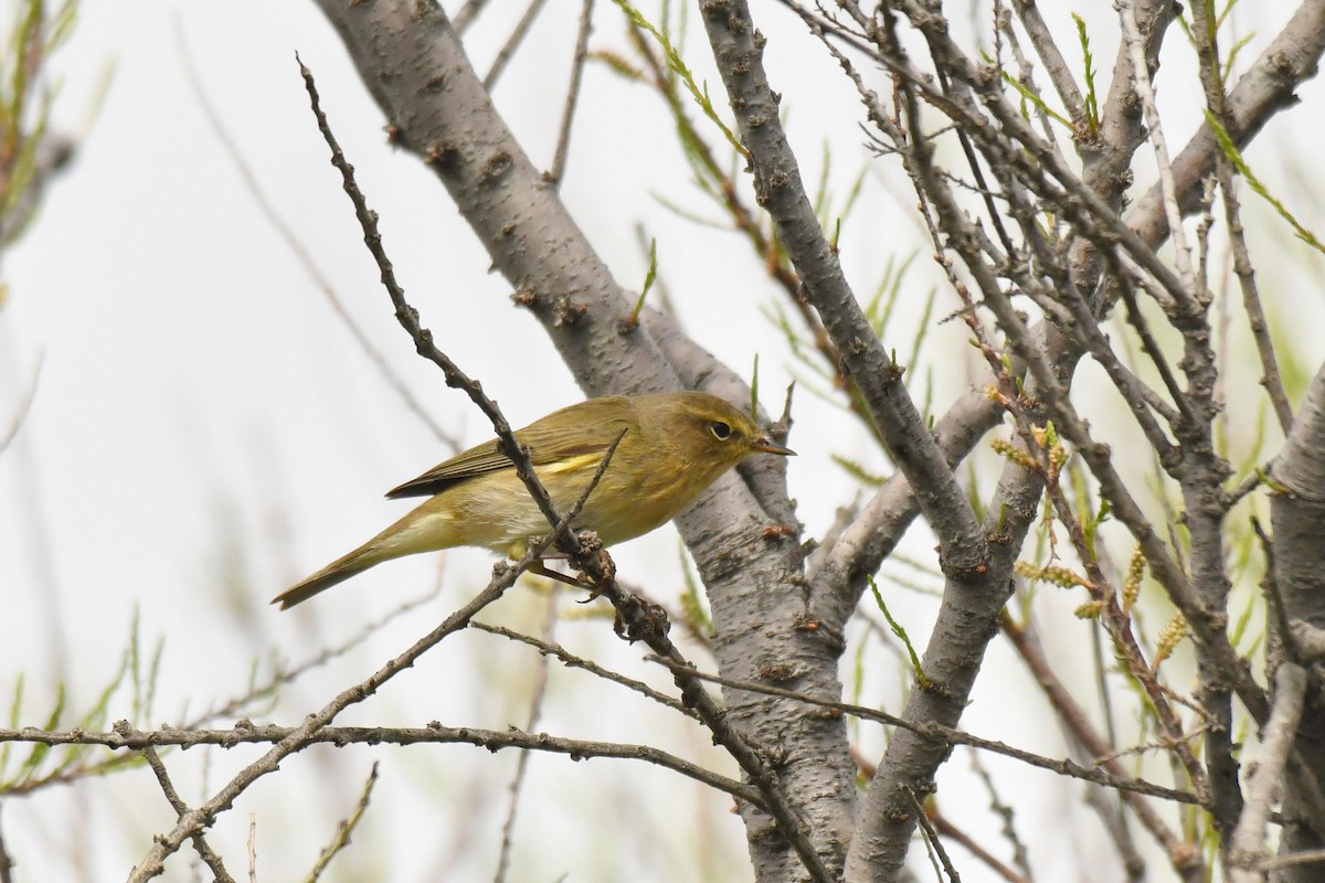Iberian Chiffchaff - ML646100749