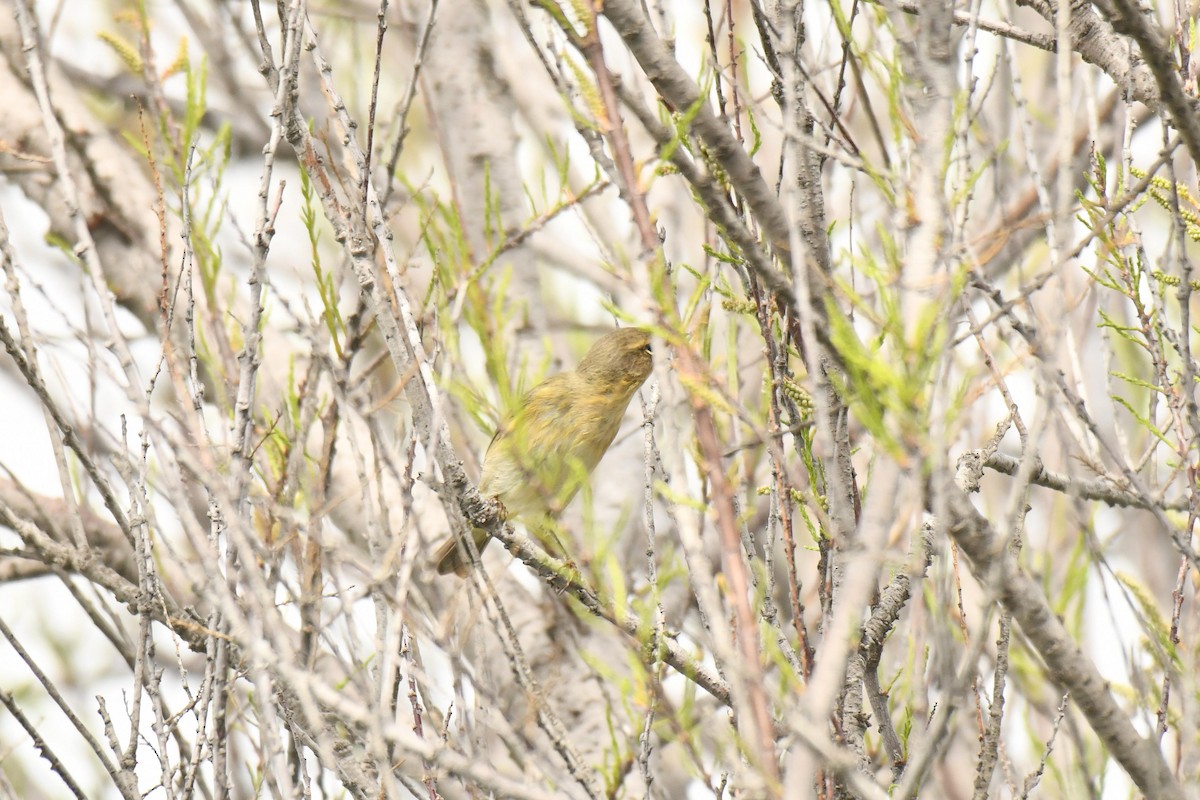 Iberian Chiffchaff - ML646100750