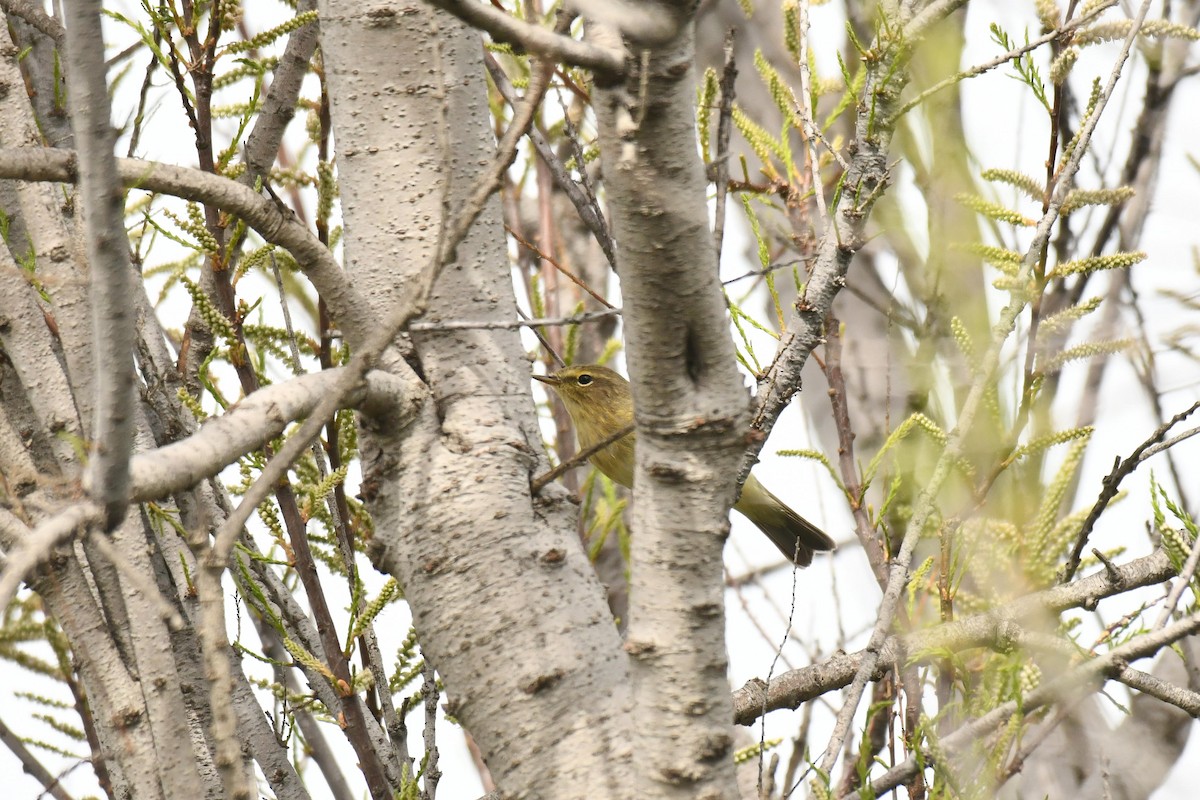 Iberian Chiffchaff - ML646100751