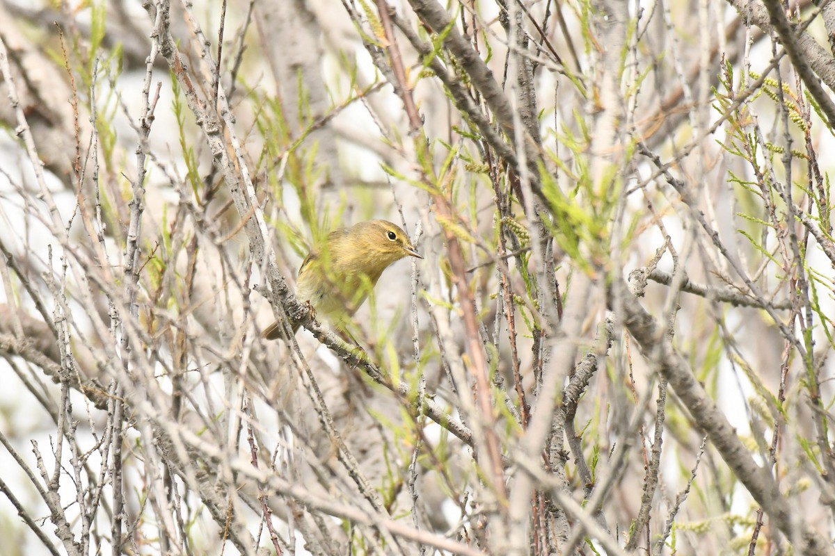 budníček iberský - ML646100752