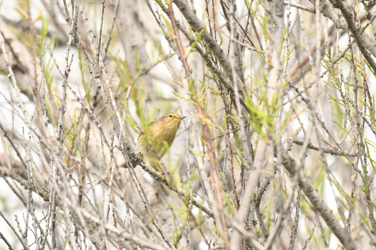 Iberian Chiffchaff - ML646100753