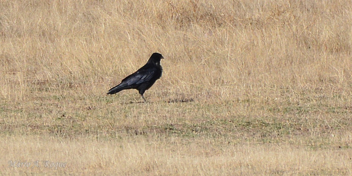 Carrion Crow - ML646100756