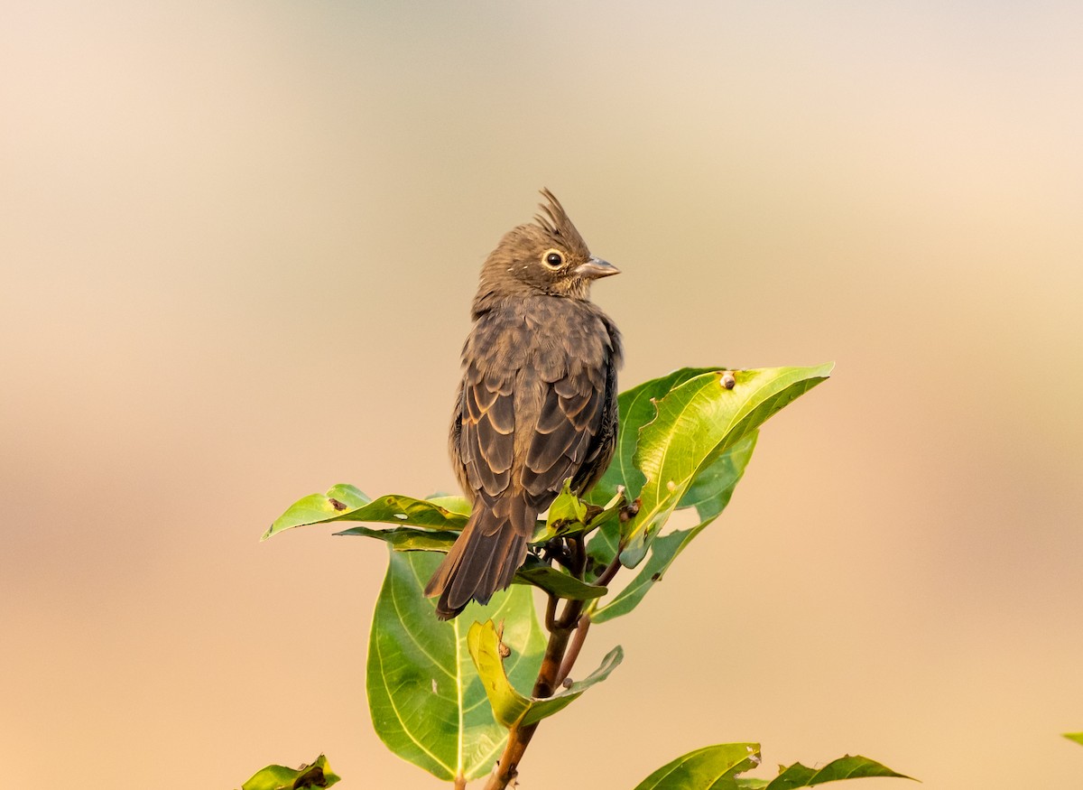 Crested Bunting - ML646100758