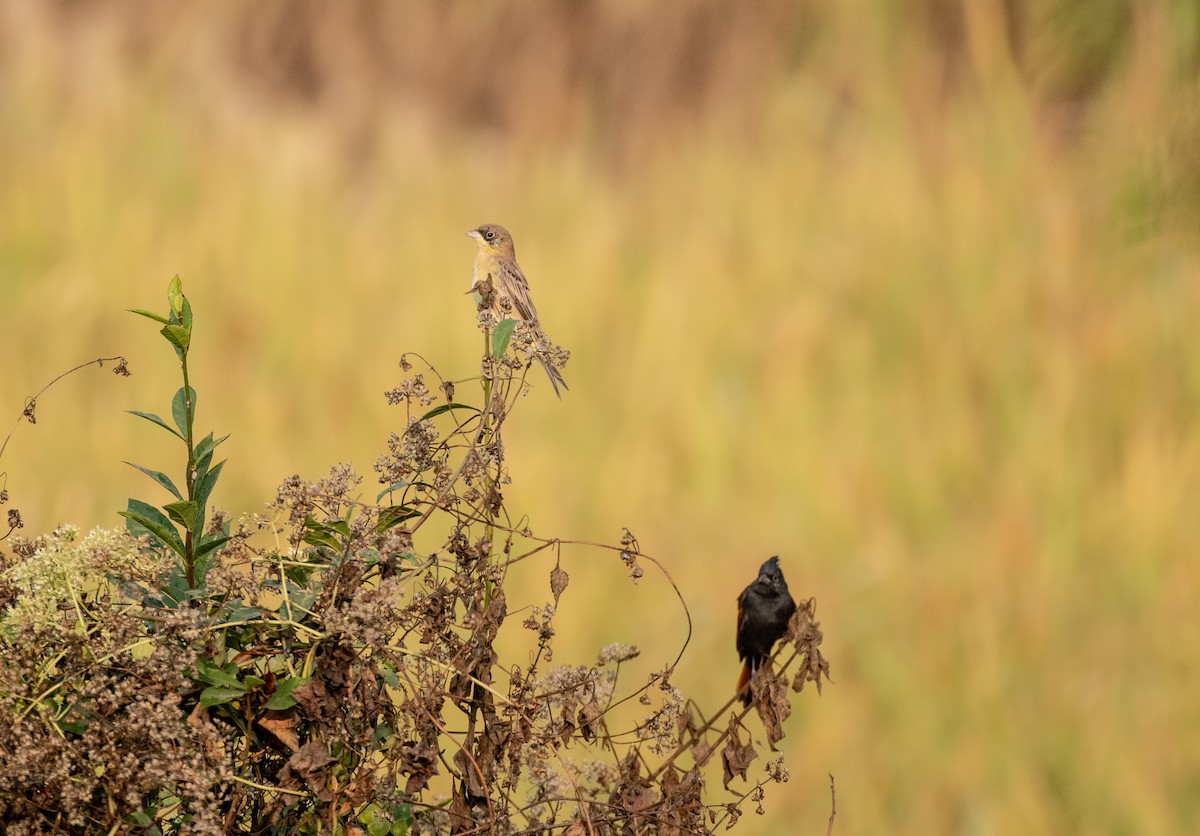 Crested Bunting - ML646100759