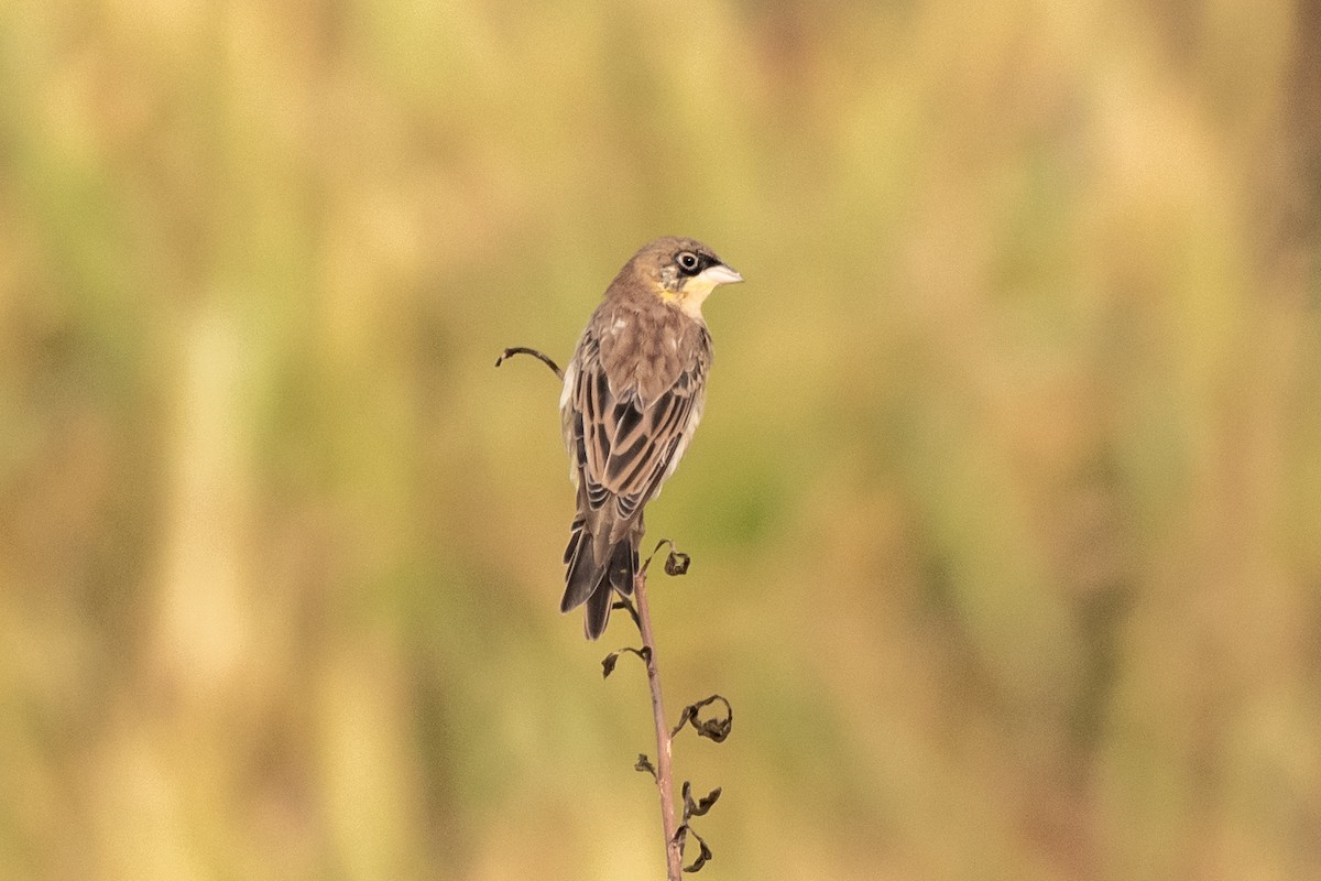 Black-headed Bunting - ML646100760