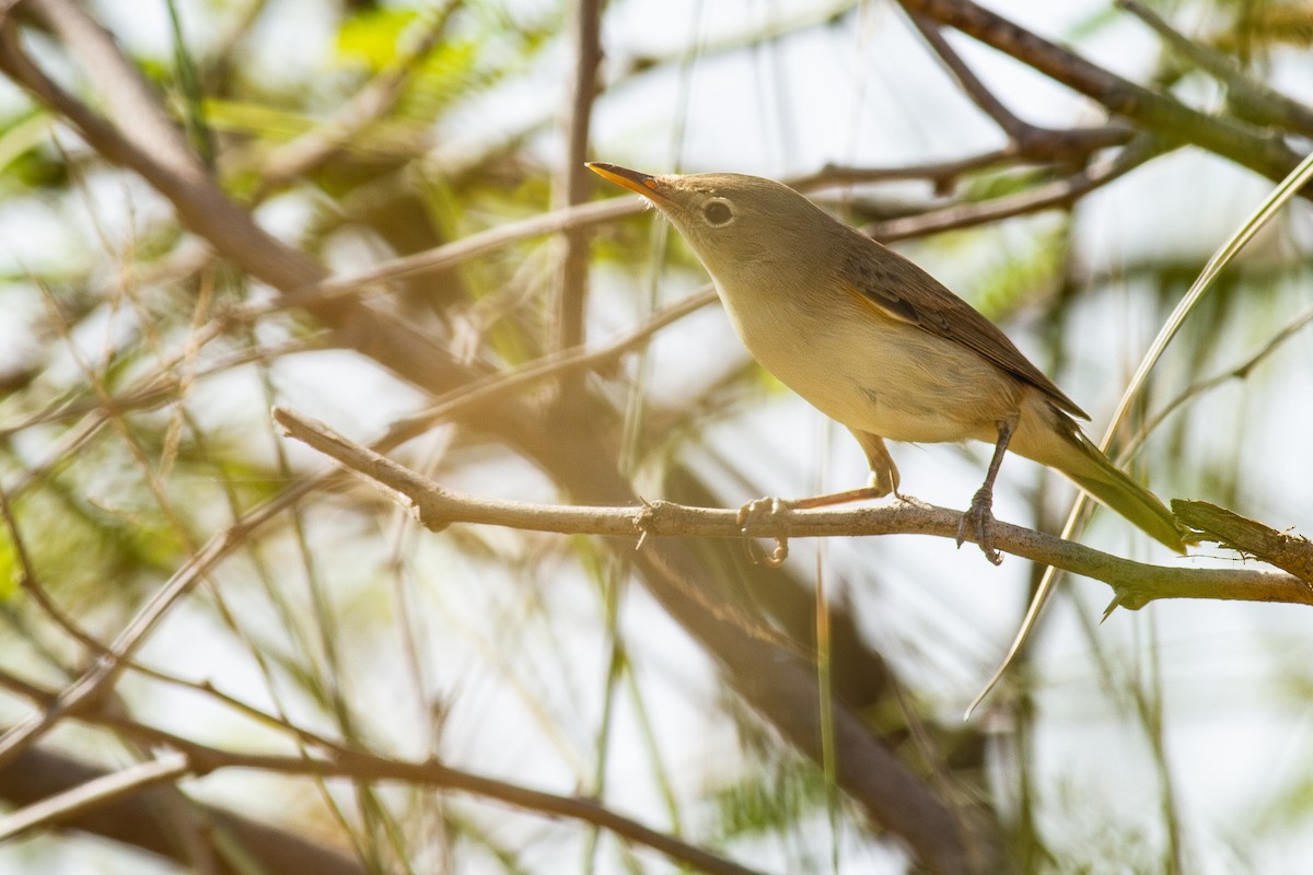 Буланая бормотушка - ML646100761