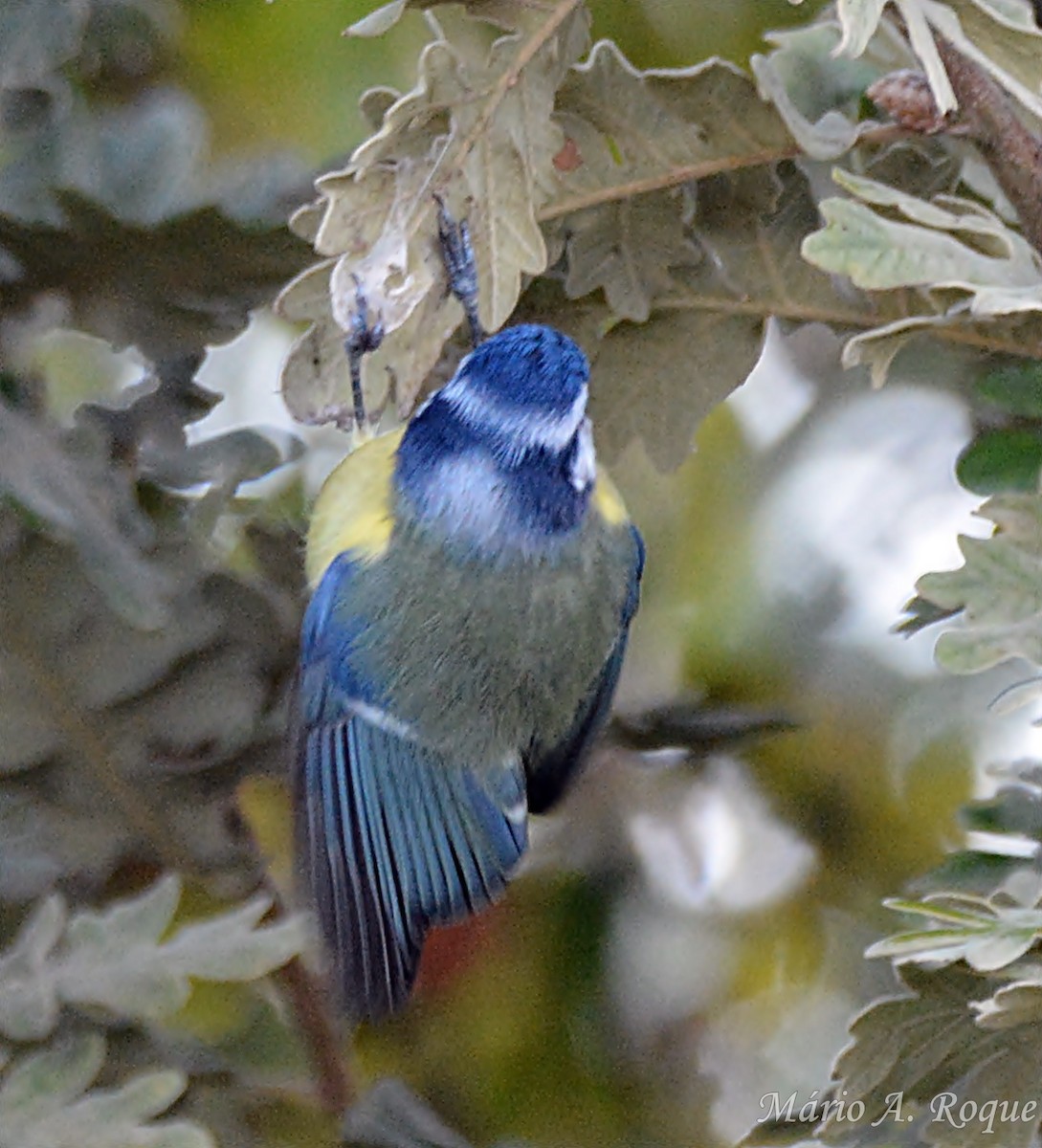 ירגזי כחול - ML646100768