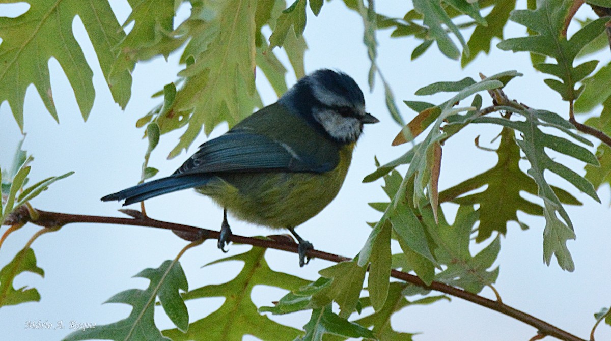 ירגזי כחול - ML646100769