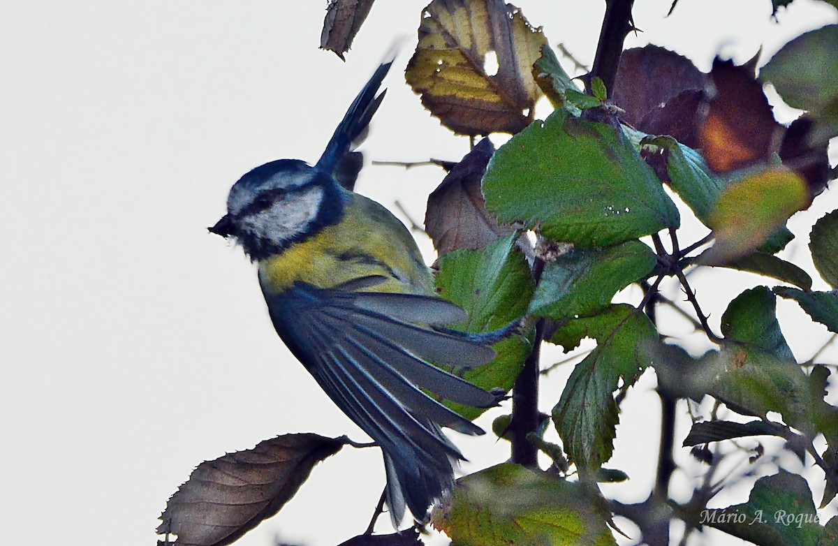 ירגזי כחול - ML646100770