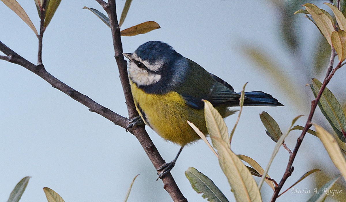 ירגזי כחול - ML646100771