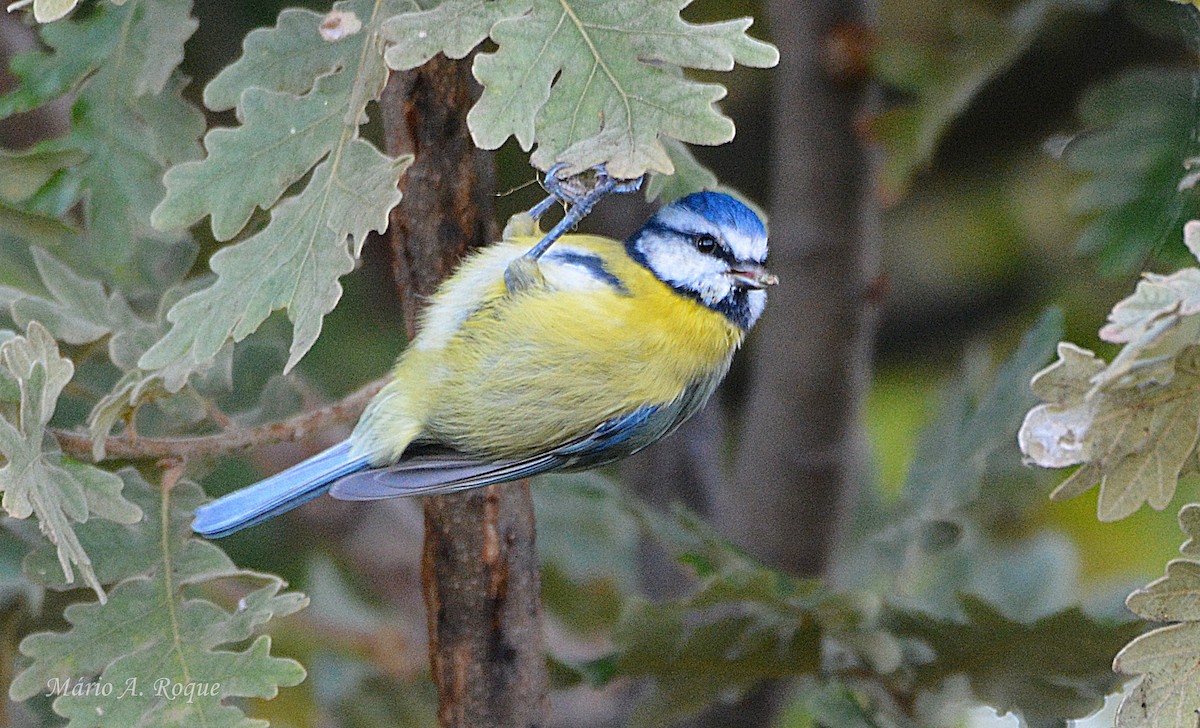 ירגזי כחול - ML646100772