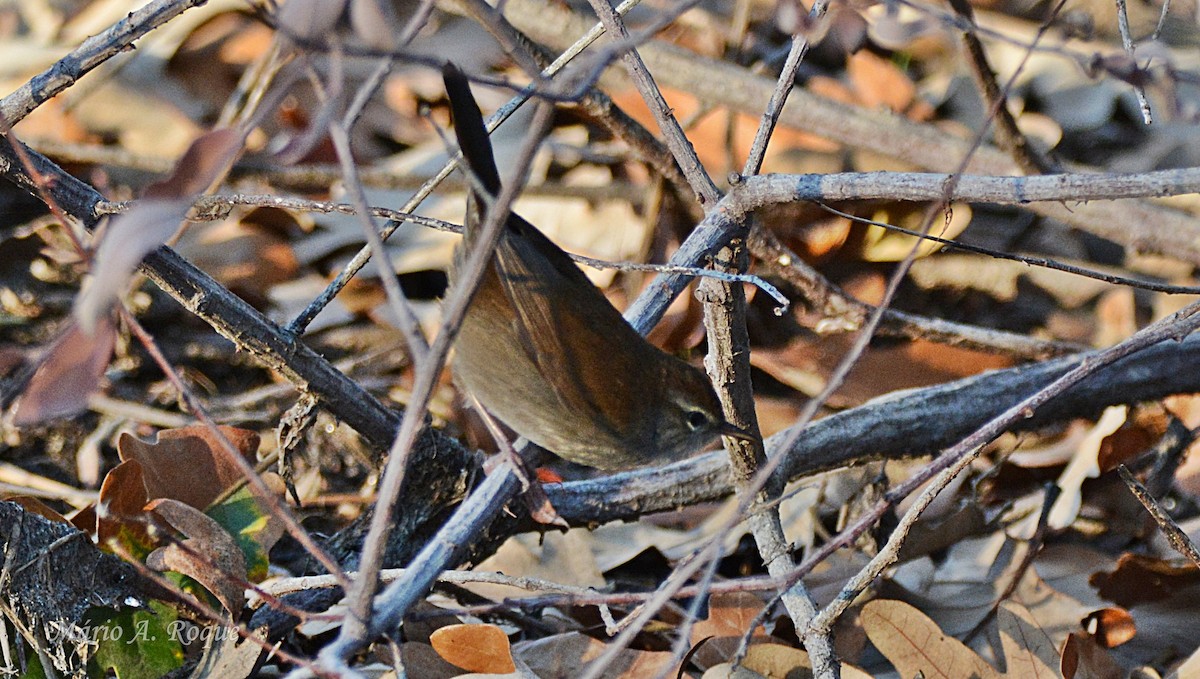 Cetti's Warbler - ML646100781
