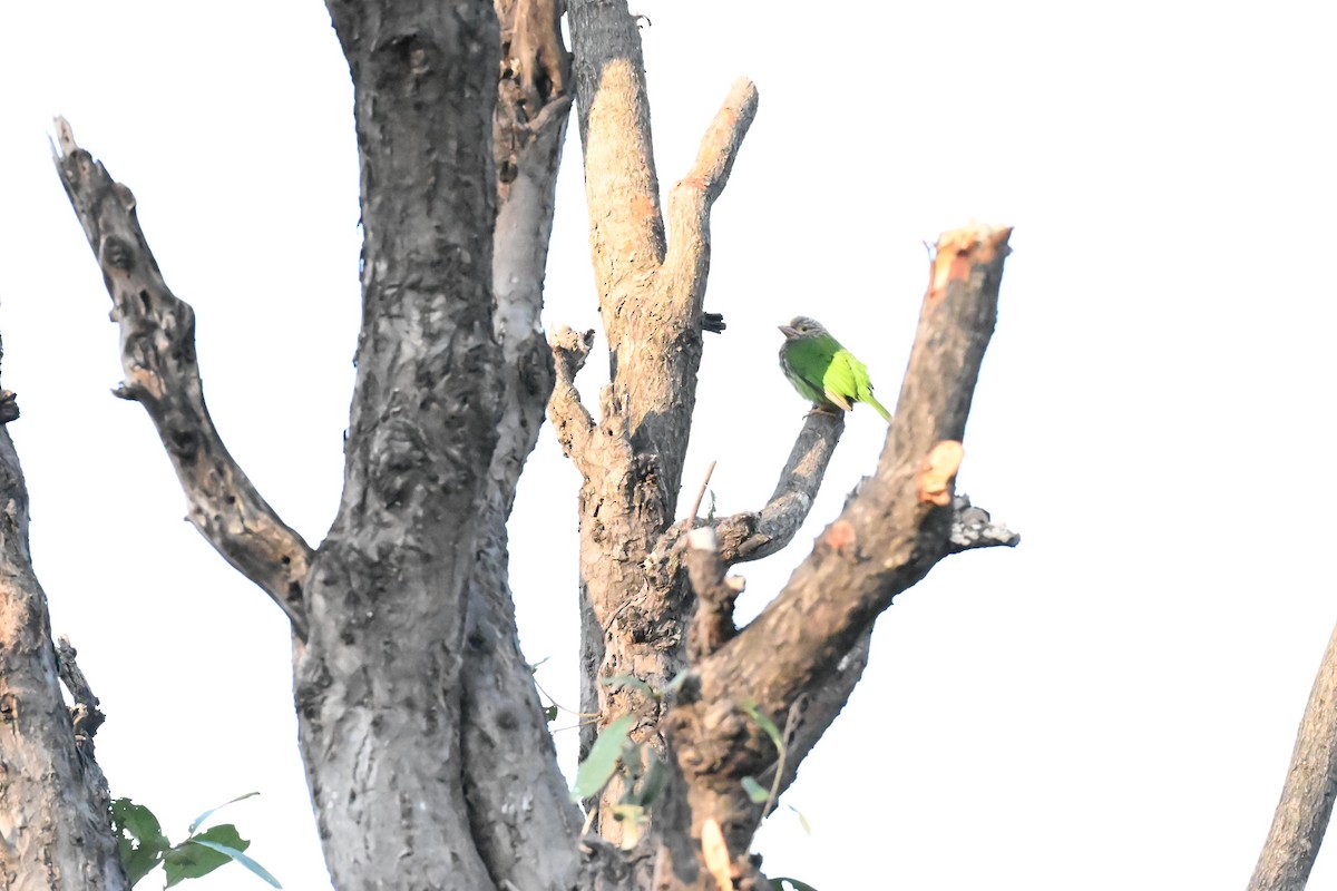 シロボシオオゴシキドリ - ML646100786