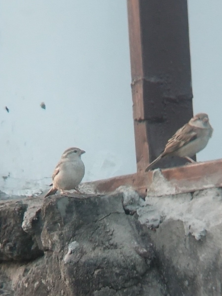 vrabec domácí - ML646100790