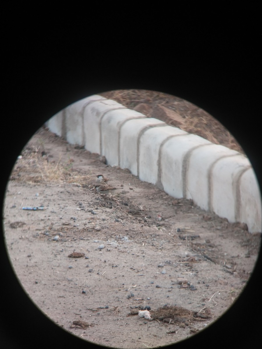 vrabec domácí - ML646100791