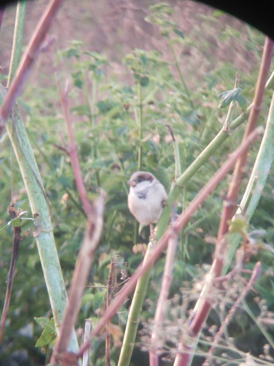 vrabec domácí - ML646100793