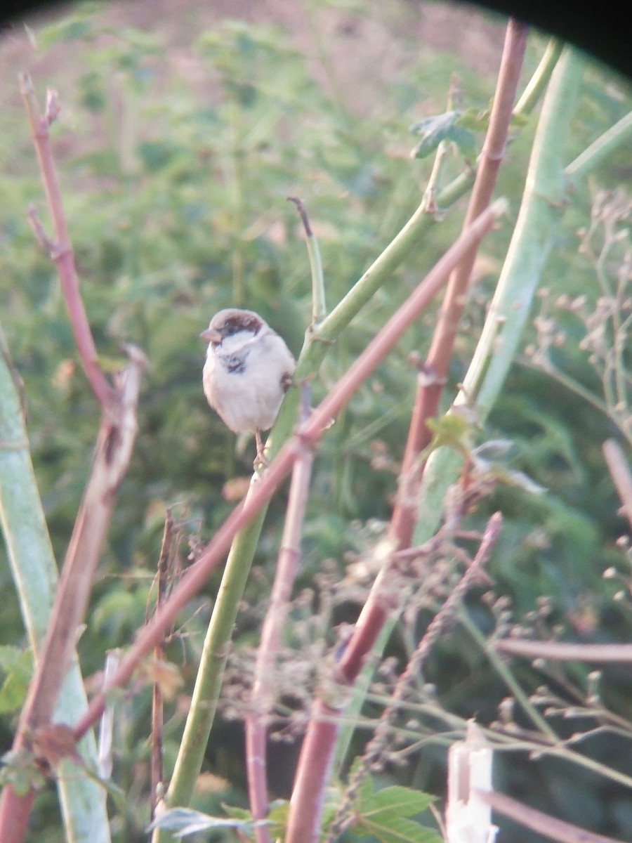 vrabec domácí - ML646100794