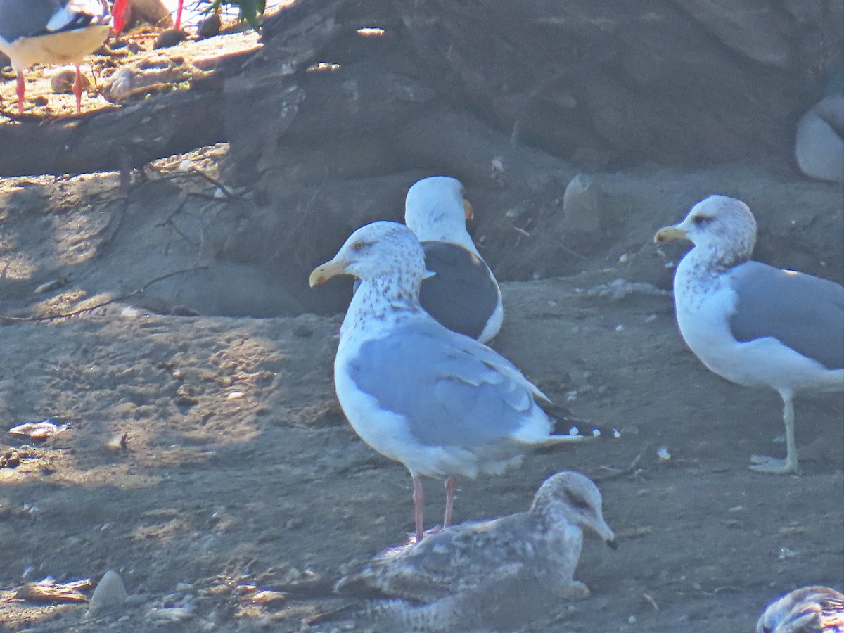 American Herring Gull - ML646100795