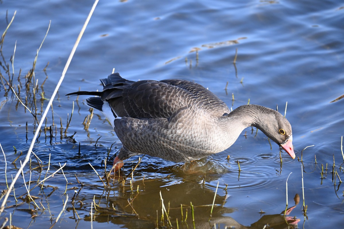 אווז קטן - ML646100803