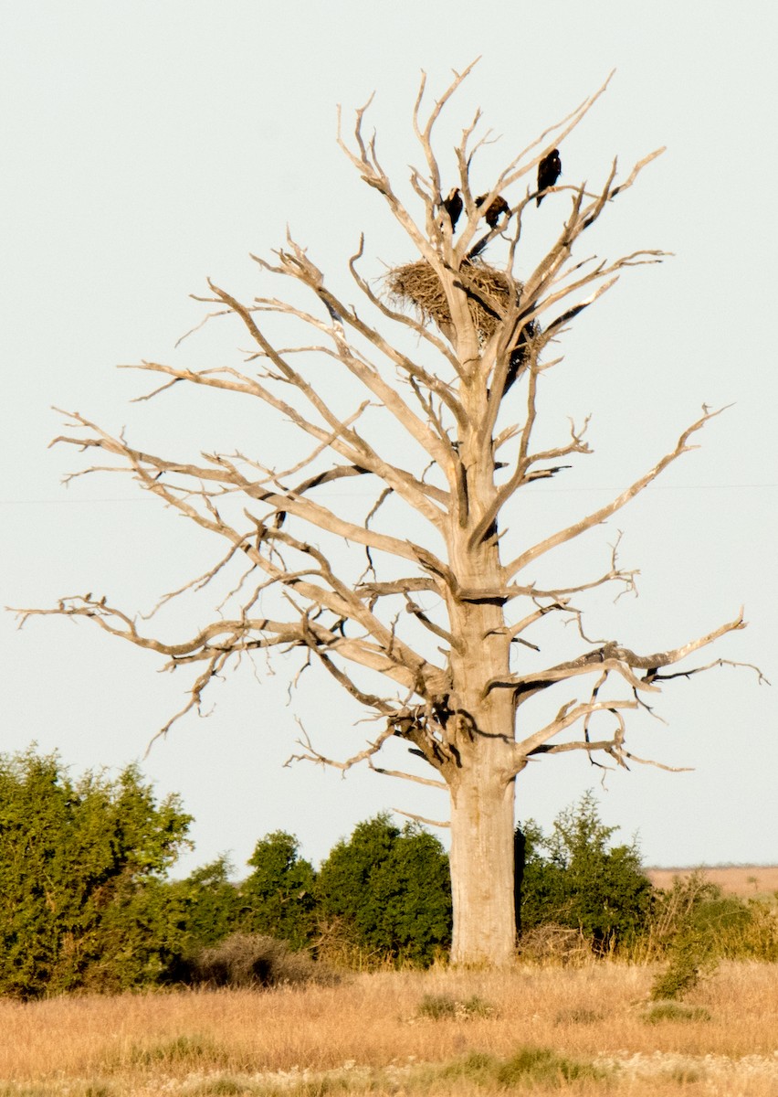 Wedge-tailed Eagle - ML64610081