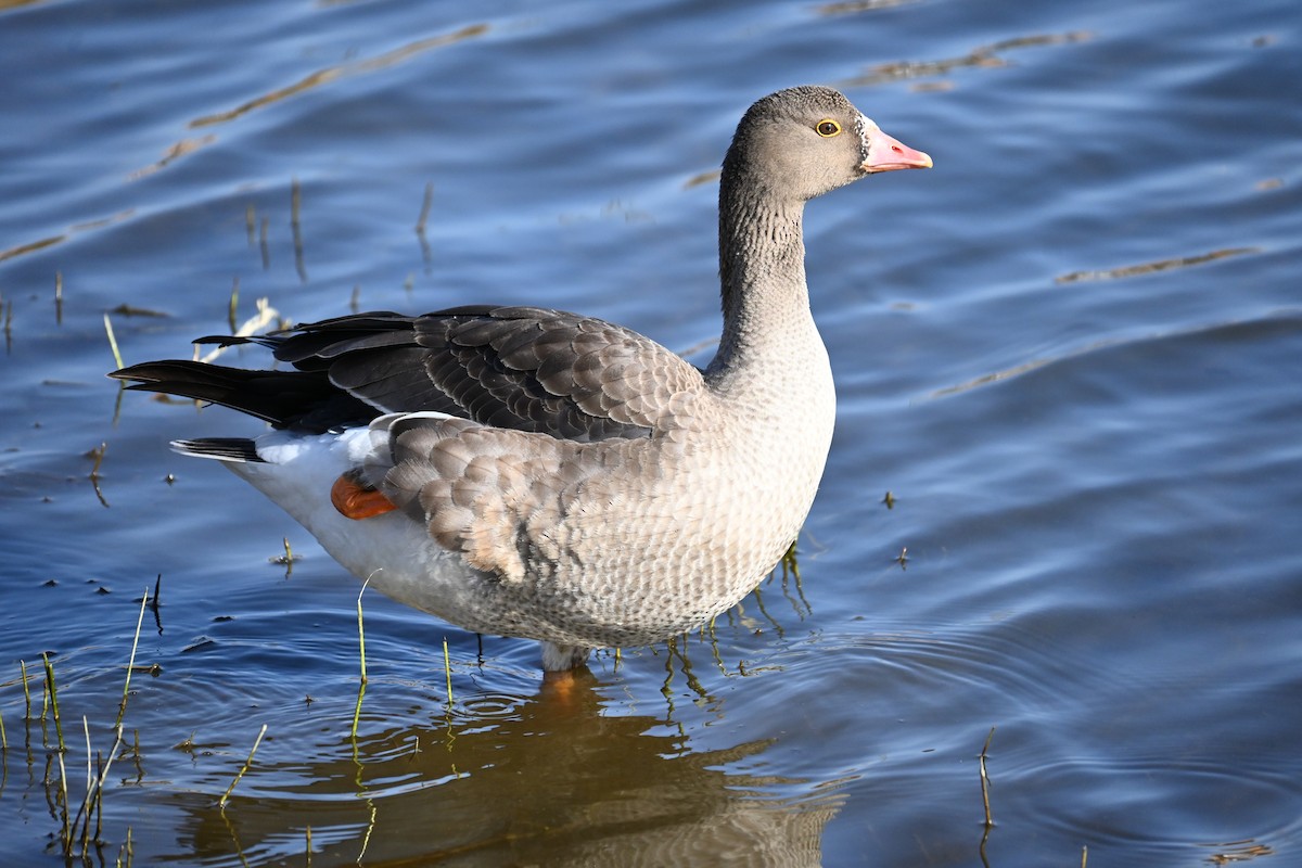 אווז קטן - ML646100813
