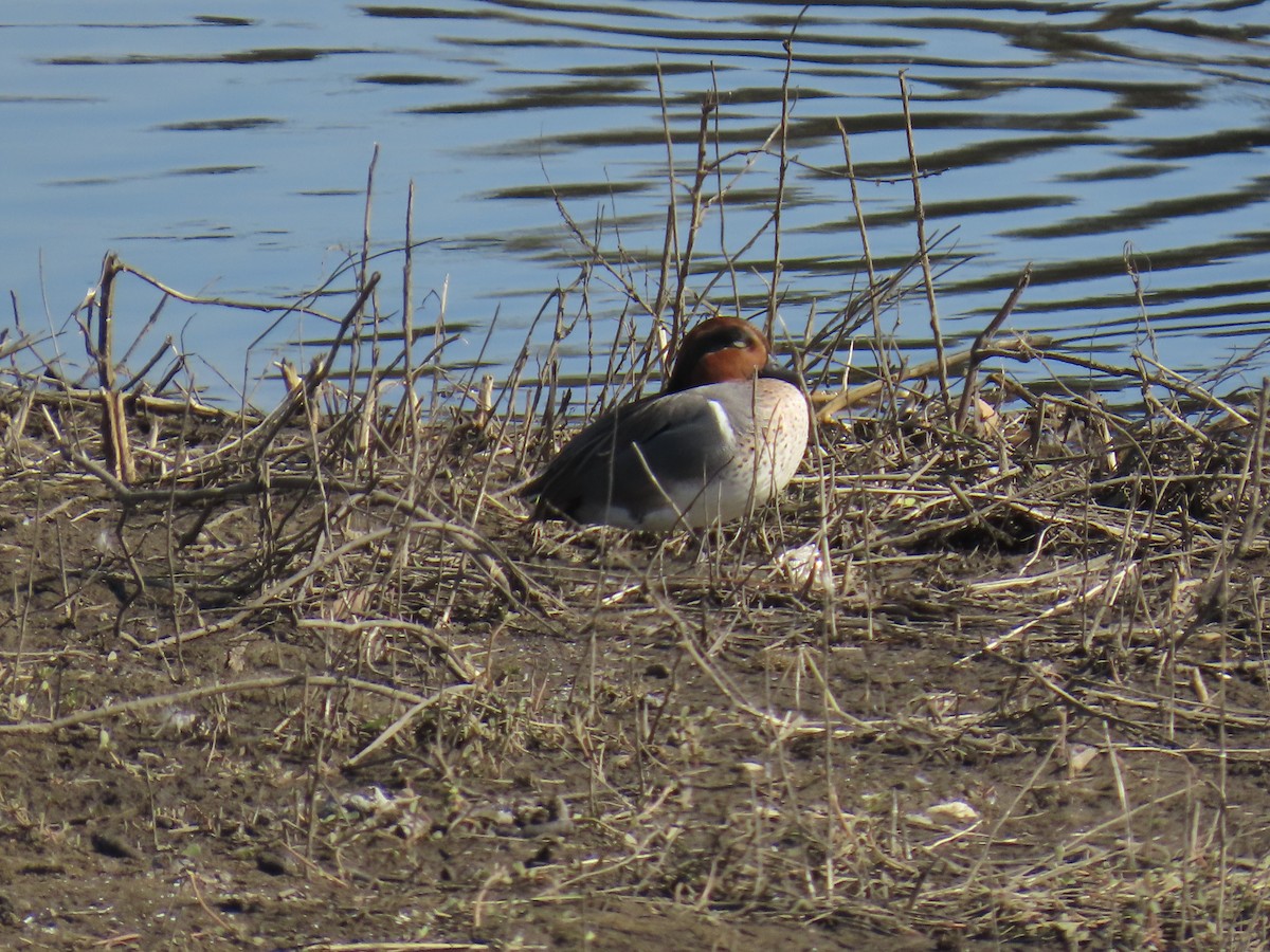 Alzavola - ML646100815