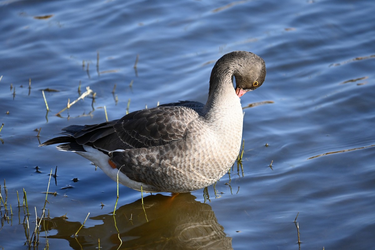 אווז קטן - ML646100817