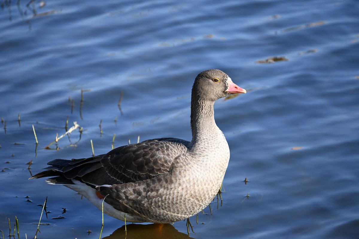 אווז קטן - ML646100823