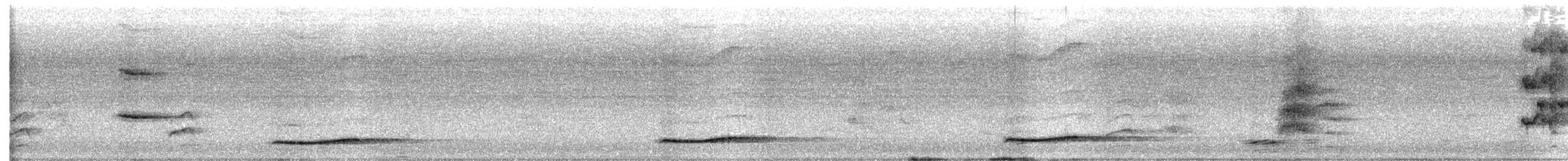 Pacific Koel (Australian) - ML646100824