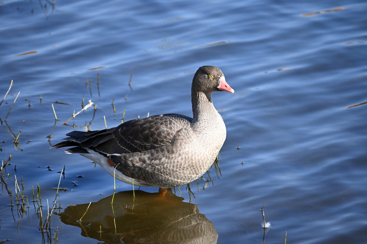 אווז קטן - ML646100826